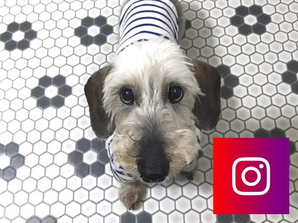 インスタグラムギャラリー